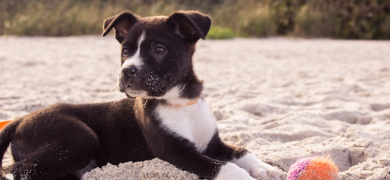Chiot sur la plage